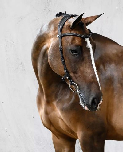 Helsinki Black Bridle PS of Sweden