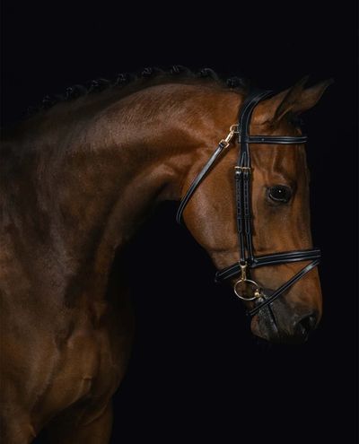 Ortega Bridle Black (Cob)